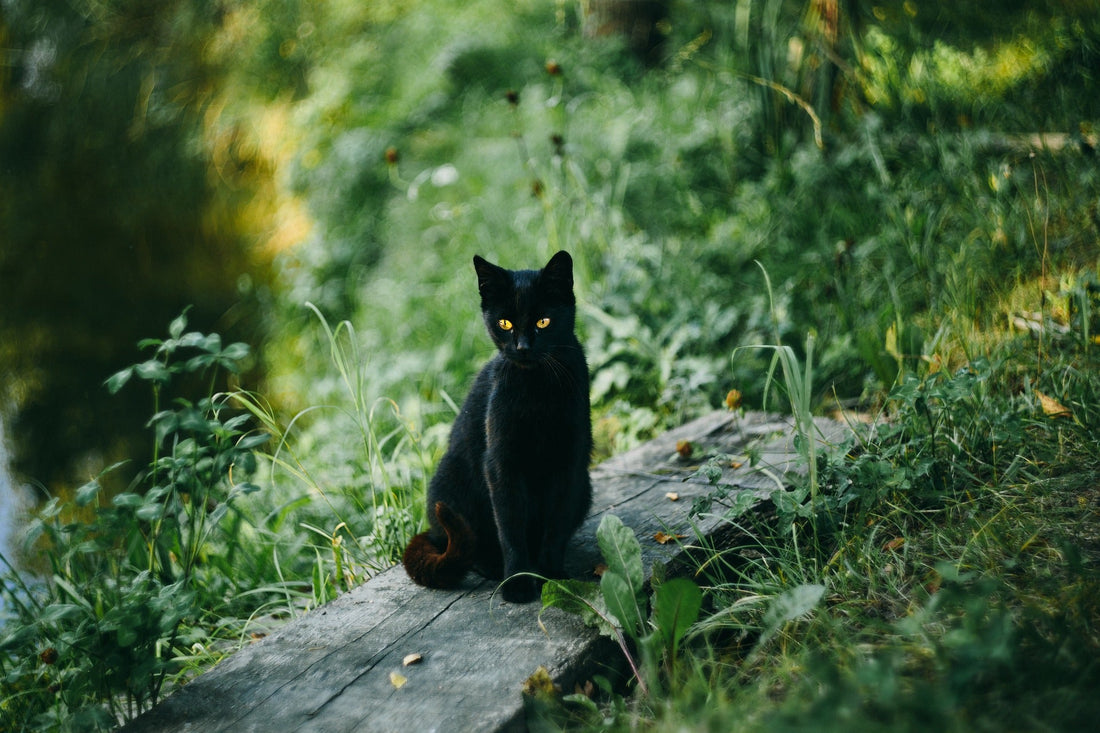 A black cat protecting its home