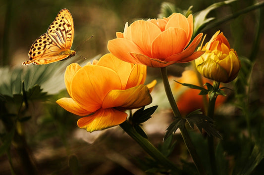 Wildflowers gathered for spiritual practice